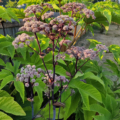 Angelica Purpurea seeds