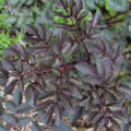 Angelica stricta purpurea | 'Purpurea' Purple Angelica seeds