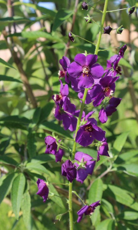 Verbascum phoenicum | Purple Mullein 'Violetta' seeds