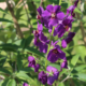 Verbascum phoenicum | Purple Mullein 'Violetta' seeds