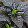 Capsicum annuum ornamental pepper seeds