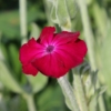 rose campion Lychnis coronaria seeds