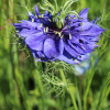 Nigella damascena dark blue seeds