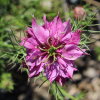 Nigella damascena rosy hues seeds
