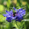miss jekyl dark blue Nigella damascena seeds