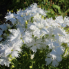 white spooky dianthus seeds