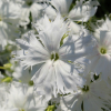 dianthus white spooky seeds