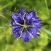 fennel flowers dark blue seeds
