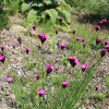 Dianthus carthusianorum clusterhead pink seeds