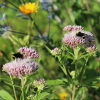 hemp agrimony with bumblebees