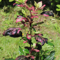 Rose Queen variegated hibiscus plants