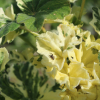 variegated tree mallow seeds