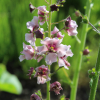 Verbascum phoenicum 'violetta' seeds