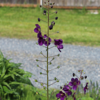 purple mullein seeds