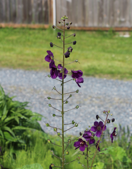 purple mullein seeds