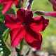 Flowering Tobacco 'Crimson Bedder'  seeds