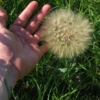 giant dandelion seeds