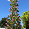 pink giant bugloss seeds