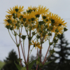 cup plant Silphium seeds