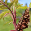 velvet sumac seeds