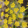 yellow flowered valerian seeds