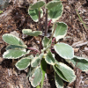 Eryngium planum jade frost seeds