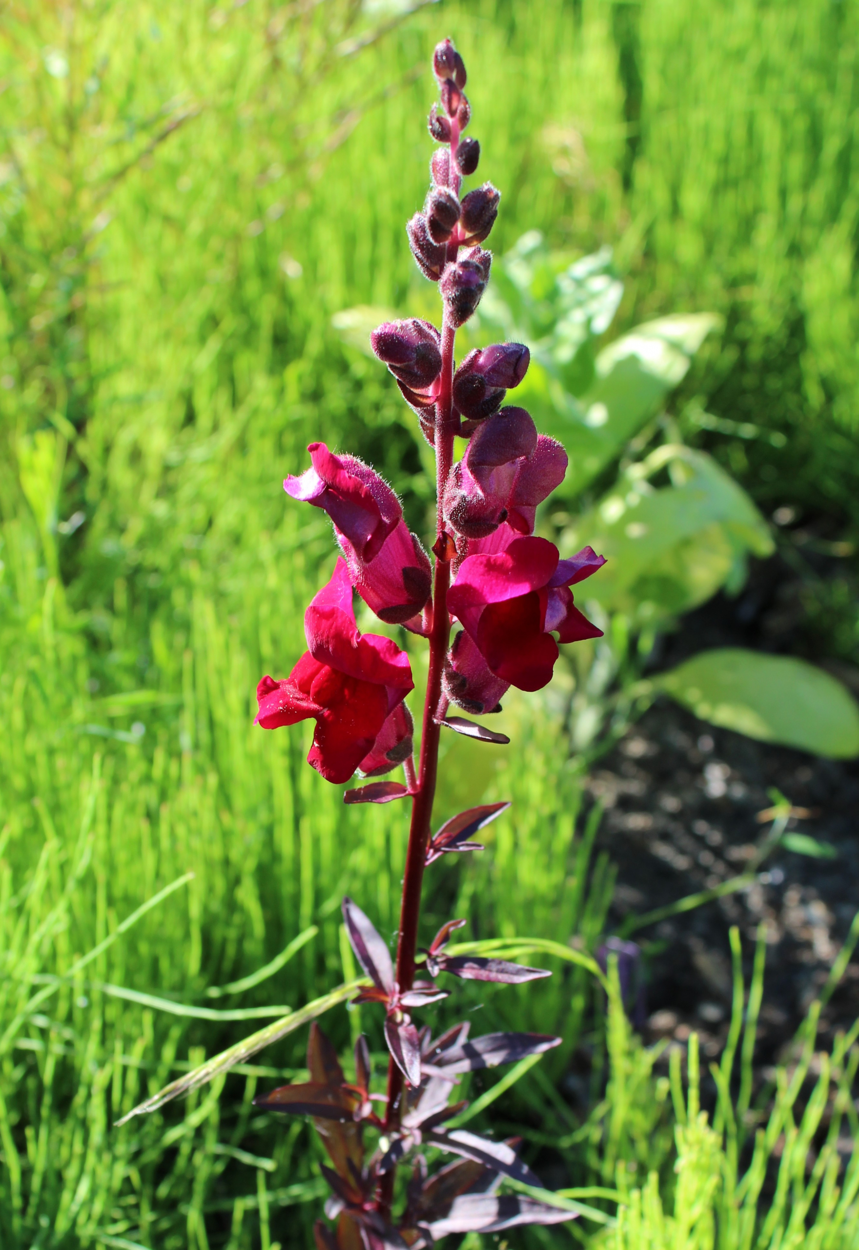 Snapdragon, Common 'Black Prince' – A Thousand Flowers