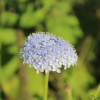 blue lace flowers seeds