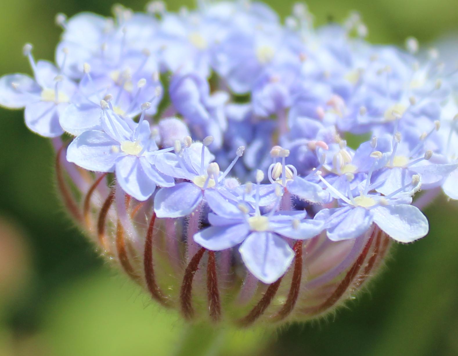 Blue Lace Flower – A Thousand Flowers