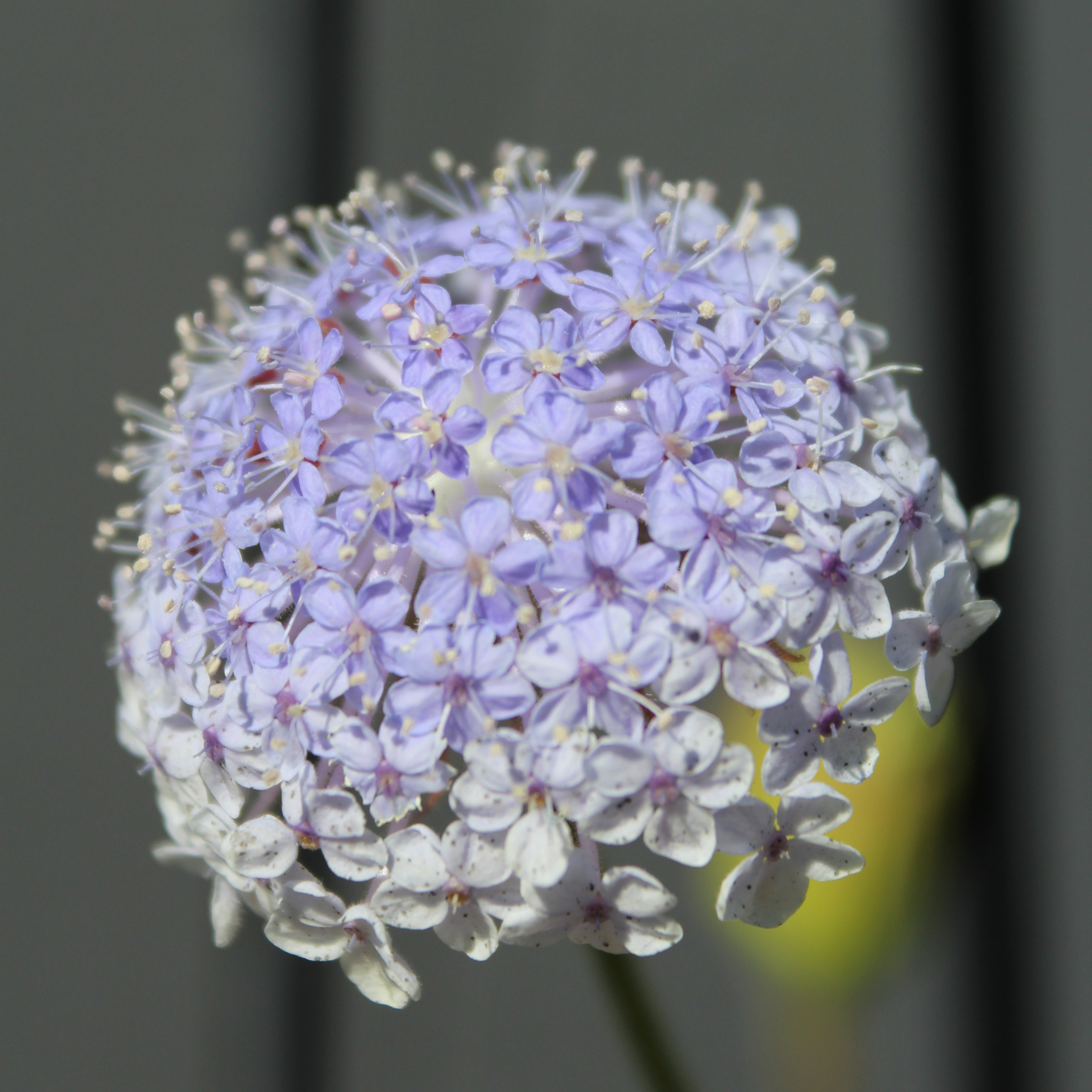 Blue Lace Flower – A Thousand Flowers