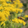 goldenrod flowers with wasp