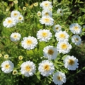 Tanacetum parthenium (Chrysanthemum Parthenium or Pyrethrum Parthenium) | Double Feverfew 'White Wonder' seeds