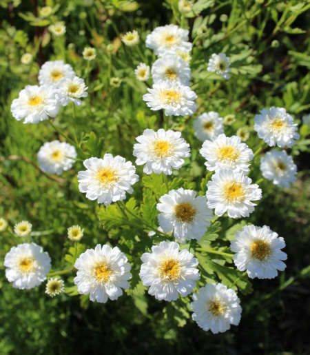 Tanacetum parthenium (Chrysanthemum Parthenium or Pyrethrum Parthenium) | Double Feverfew 'White Wonder' seeds