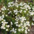 Tanacetum parthenium (Chrysanthemum Parthenium or Pyrethrum Parthenium) 'White Wonder' seeds
