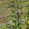 buddleia lindleyana butterfly bush seeds