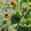 common sneezeweed autumn lollipops seeds