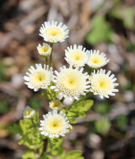 double flowered feverfew seeds