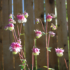 pink petticoat columbine seeds