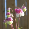 aquilegia vugaris pink petticoat seeds