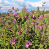 red catchfly seeds