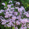 Pink alpine forget me not seeds