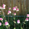 pink petticoat common columbine seeds