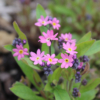 pink alpine forget me not seeds