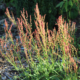 Rumex acetosella | Field Sorrel seeds