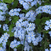 woodland forget me not seeds