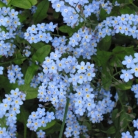 woodland forget me not seeds