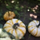 baby tiger gourd seeds