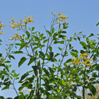 tobacco tree seeds