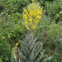 verbascum speciosum full plant