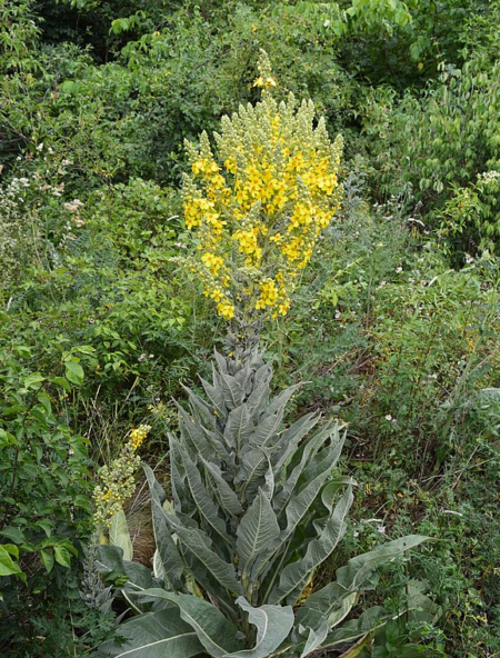 verbascum speciosum full plant